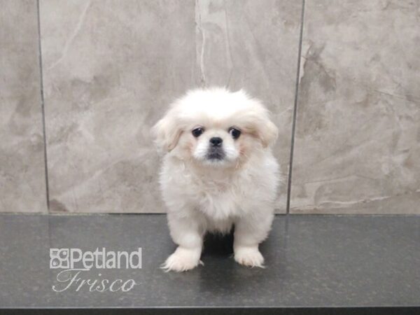 Pekingese-Dog-Male-Biscuit-30629-Petland Frisco & Mckinney, Texas