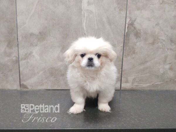 Pekingese Dog Male Biscuit 30629 Petland Frisco, Texas