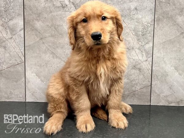 Golden Retriever Dog Female Golden 30664 Petland Frisco, Texas