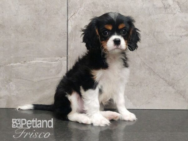 Cavalier King Charles Spaniel-Dog-Male-Tri-Colored-30669-Petland Frisco & Mckinney, Texas