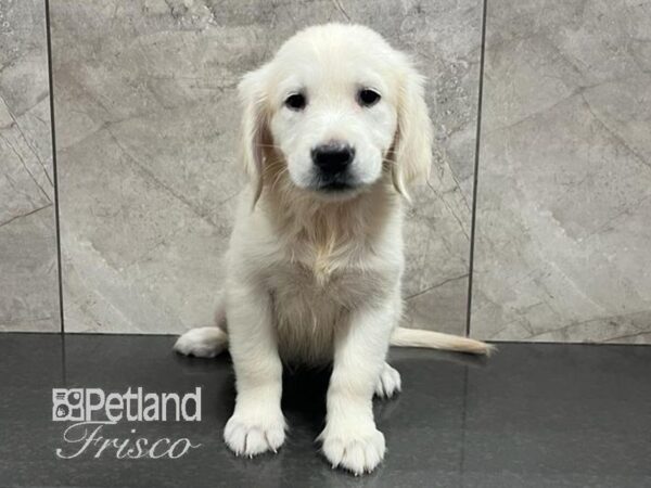 Golden Retriever-Dog-Female-Light Golden-30736-Petland Frisco & Mckinney, Texas
