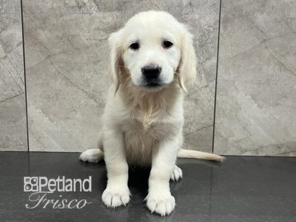 Golden Retriever-Dog-Female-Light Golden-30736-Petland Frisco, Texas