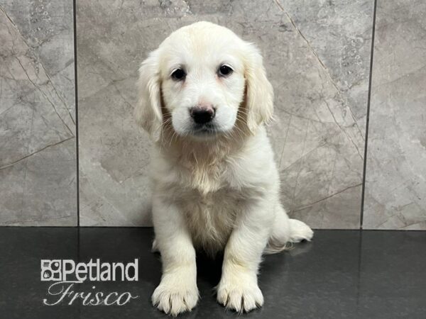 Golden Retriever Dog Female Light Golden 30735 Petland Frisco, Texas