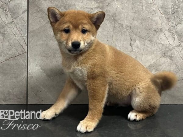 Shiba Inu-Dog-Female-Red-30723-Petland Frisco, Texas
