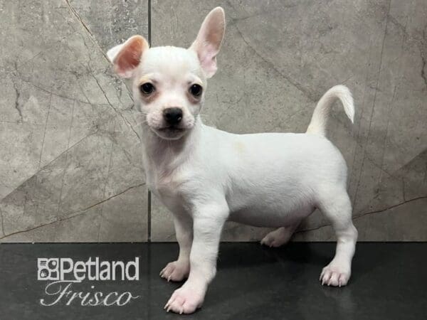 Chihuahua-Dog-Male-White / Apricot-30731-Petland Frisco, Texas