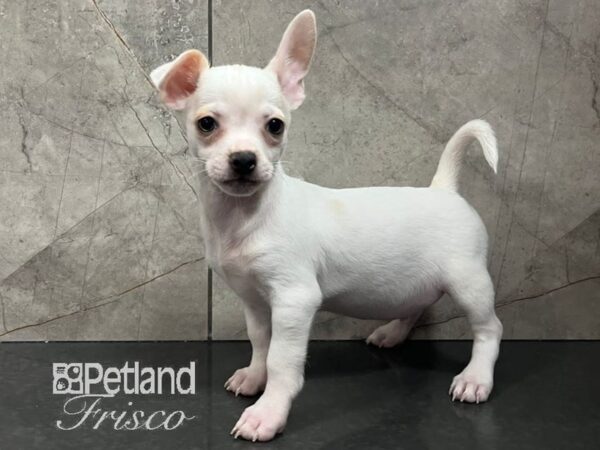 Chihuahua Dog Male White / Apricot 30731 Petland Frisco, Texas