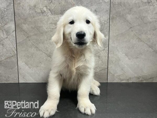 Golden Retriever Dog Male Light Golden 30737 Petland Frisco, Texas