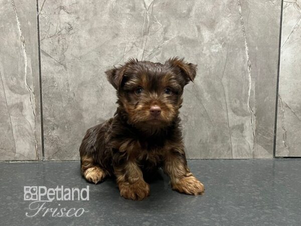 Yorkshire Terrier Dog Male Chocolate / Tan 30742 Petland Frisco, Texas