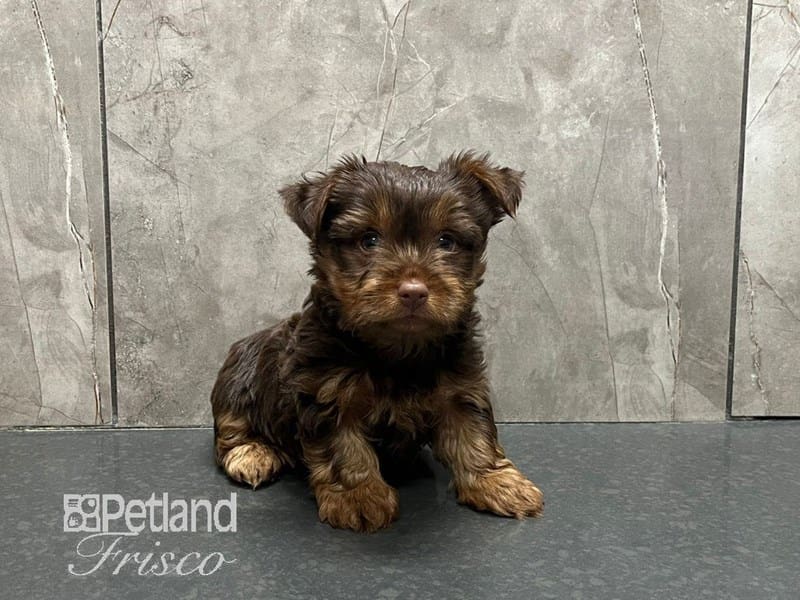 Yorkshire Terrier-Dog-Male-Chocolate / Tan-3868345-Petland Frisco, Texas