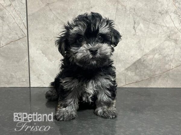 Havanese Dog Male Black / Tan 30743 Petland Frisco & Mckinney, Texas