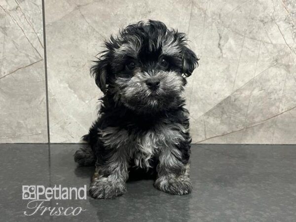 Havanese Dog Male Black / Tan 30743 Petland Frisco, Texas