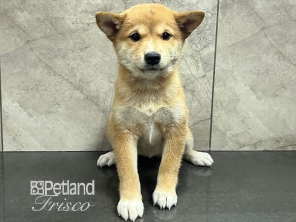 Shiba Inu-Dog-Female-Red-30724-Petland Frisco, Texas