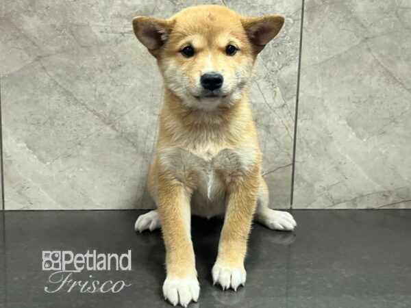 Shiba Inu Dog Female Red 30724 Petland Frisco, Texas