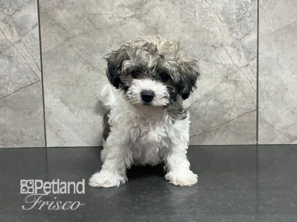 Havachon-Dog-Female-Sable and White-30725-Petland Frisco & Mckinney, Texas