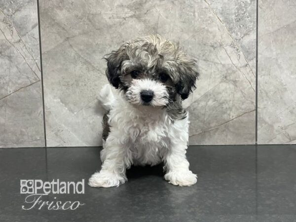 Havachon-Dog-Female-Sable and White-30725-Petland Frisco, Texas