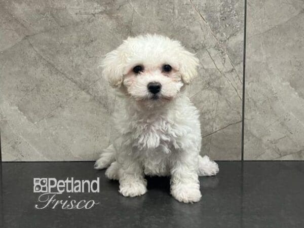 Havachon-Dog-Female-White and Cream-30726-Petland Frisco, Texas