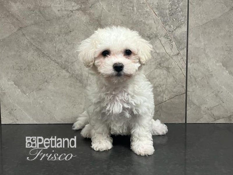 Havachon-Dog-Female-White and Cream-3869454-Petland Frisco, Texas