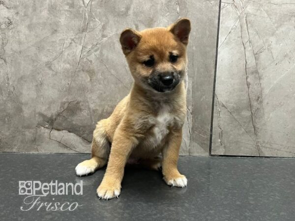 Shiba Inu Dog Male Red 30727 Petland Frisco, Texas