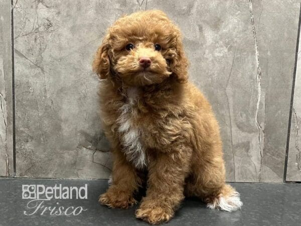 Miniature Poodle-Dog-Female-Apricot-30728-Petland Frisco, Texas
