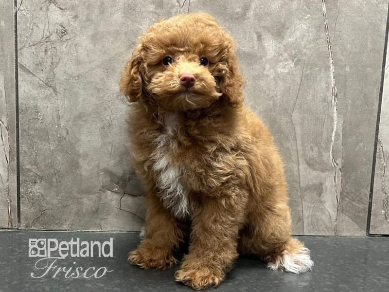 Miniature Poodle-Dog-Female-Apricot-3868554-Petland Frisco, Texas
