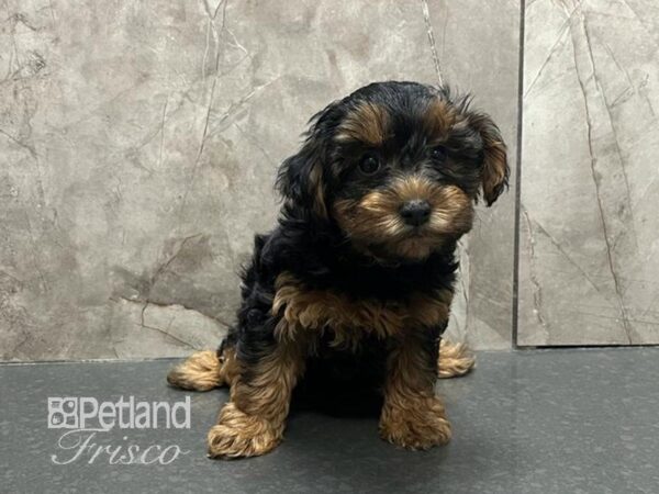 Yorkiepoo Dog Female Black / Tan 30733 Petland Frisco, Texas