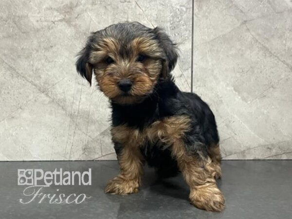 Yorkshire Terrier-Dog-Male-Black / Tan-30740-Petland Frisco, Texas