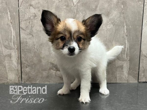 Papillon Dog Female Sable / White 30744 Petland Frisco, Texas