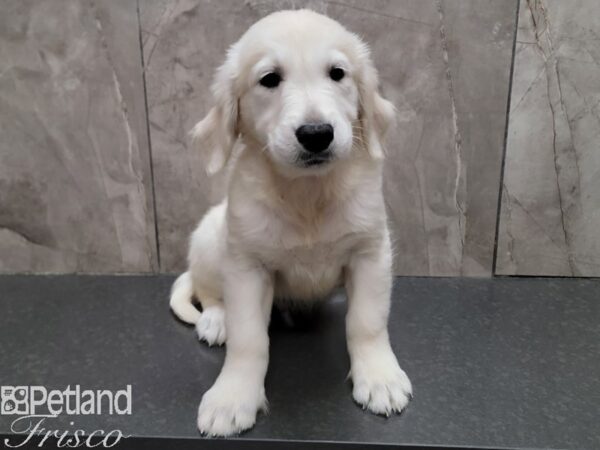 Golden Retriever Dog Male Light Golden 30732 Petland Frisco, Texas