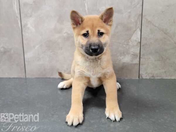 Shiba Inu-Dog-Male-Red-30729-Petland Frisco & Mckinney, Texas