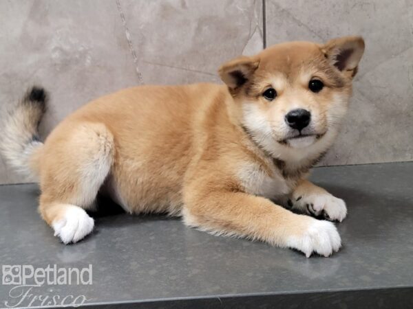Shiba Inu-Dog-Male-Red-30722-Petland Frisco & Mckinney, Texas