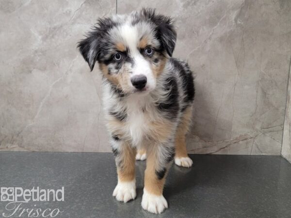 Miniature Australian Shepherd-Dog-Male-Blue Merle White and Tan-30720-Petland Frisco & Mckinney, Texas