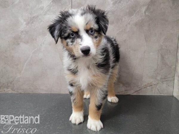 Miniature Australian Shepherd Dog Male Blue Merle White and Tan 30720 Petland Frisco, Texas