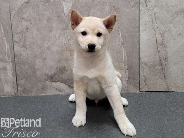 Shiba Inu-Dog-Male-Cream-30718-Petland Frisco, Texas