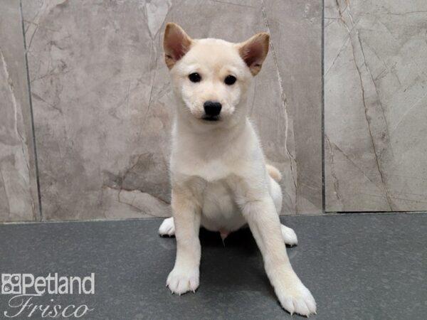 Shiba Inu Dog Male Cream 30718 Petland Frisco, Texas