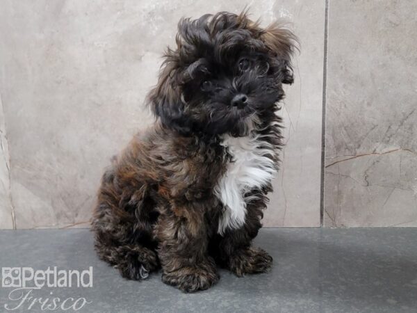 Lhasa Poo-Dog-Male-Grizzle-30682-Petland Frisco & Mckinney, Texas
