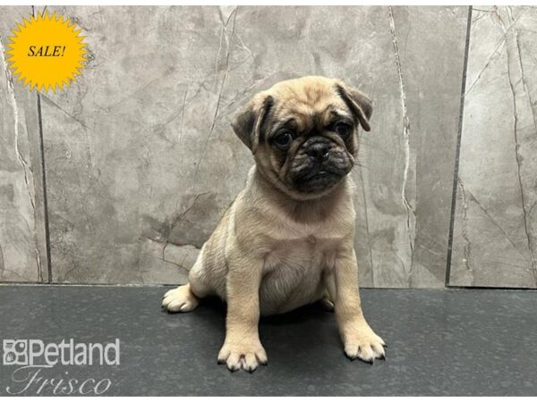 Ori Pei Dog Female Fawn Merle 30571 Petland Frisco, Texas