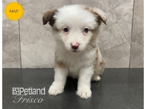 Miniature Australian Shepherd Dog Male Chocolate Merle / White 30578 Petland Frisco, Texas