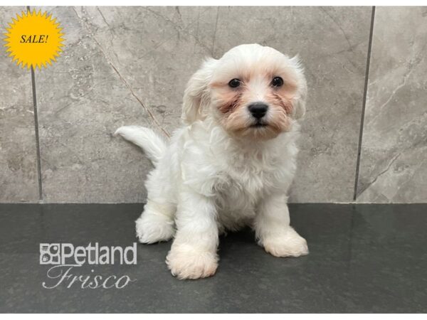 Teddy Bear Dog Male Cream and White 30600 Petland Frisco, Texas