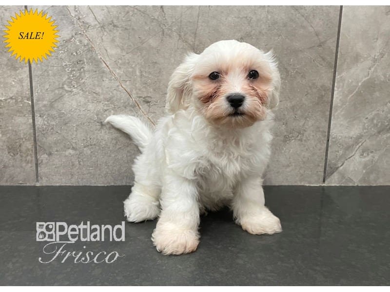 Teddy Bear-Dog-Male-Cream and White-3842672-Petland Frisco, Texas