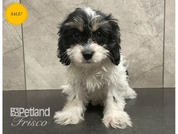 Cavachon Dog Female Black Tricolor 30606 Petland Frisco, Texas