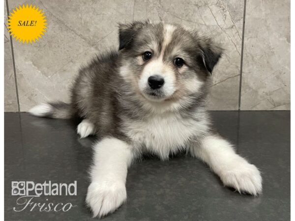 logo synoniemenlijst Leidinggevende Huskimo-Dog-Male-Sable and White-3841411-Petland Frisco, Texas