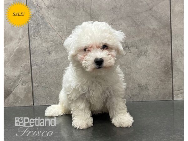 Bichon Frise Dog Female White 30615 Petland Frisco, Texas