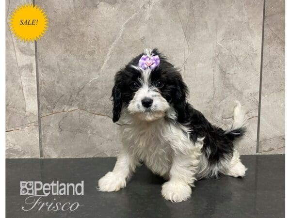 Cavapoo-Dog-Female-Black and White-30620-Petland Frisco, Texas