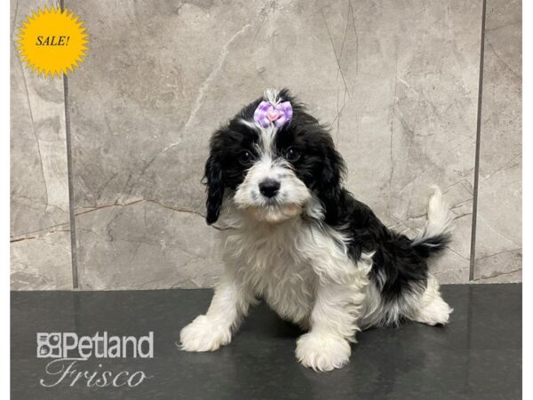 Cavapoo Dog Female Black and White 30620 Petland Frisco, Texas