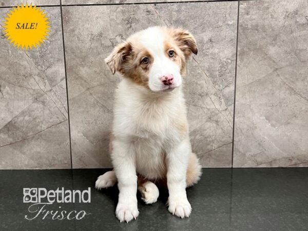 Australian Shepherd Dog Female Red Merle 30631 Petland Frisco, Texas