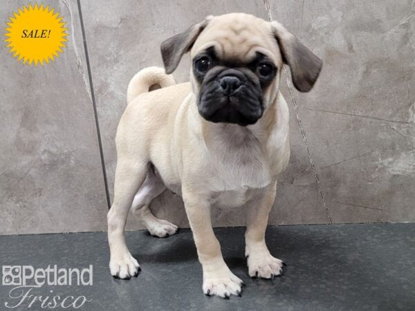 Pug Dog Male Fawn 30632 Petland Frisco, Texas