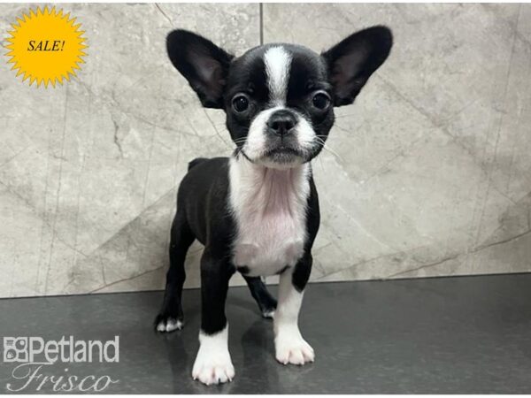 French Bulldog/Boston Terrier Dog Female Black / White 30633 Petland Frisco, Texas