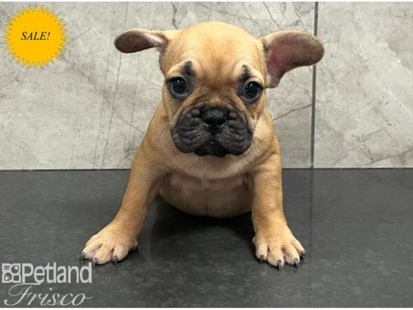 French Bulldog-Dog-Female-Fawn-30634-Petland Frisco & Mckinney, Texas