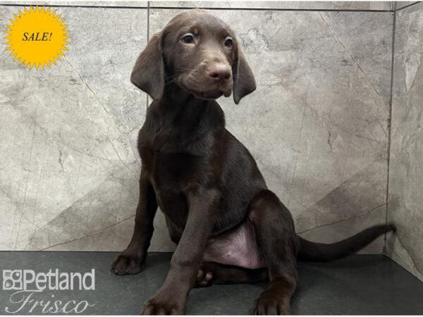 Labrador Retriever Dog Female Chocolate 30640 Petland Frisco, Texas