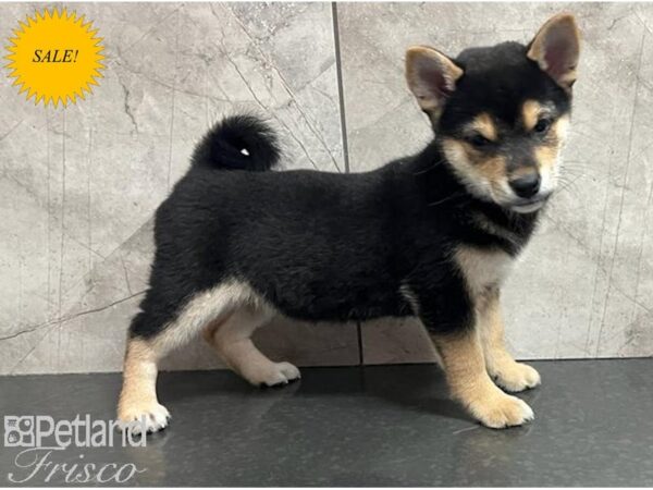 Shiba Inu-Dog-Male-Black / Tan-30644-Petland Frisco & Mckinney, Texas